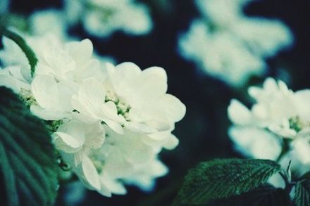 flower, freshness, fragility, petal, growth, white color, flower head, beauty in nature, close-up, focus on foreground, nature, blooming, plant, in bloom, blossom, leaf, selective focus, park - man made space, white, botany