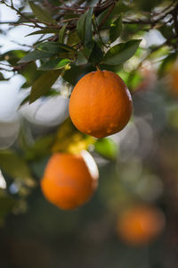 Close-up of orange fruits on tree