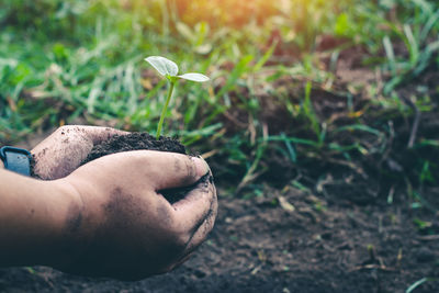 Close-up of hand holding plant on land