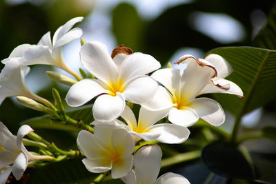 Close-up of white flowering plant