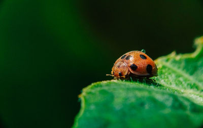 Close-up of ladybug on leaf