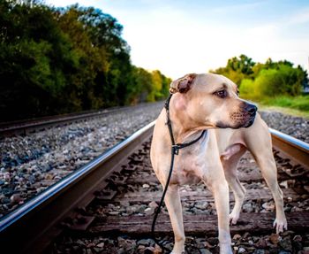 Close-up of dog standing on railroad track against sky