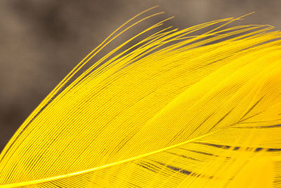 Close-up of yellow feather