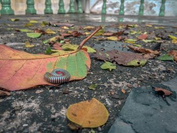 High angle view of dry leaf on footpath