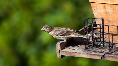 Close-up of bird perching on wood