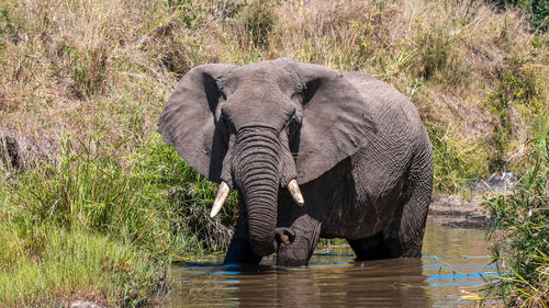 The african bush elephant