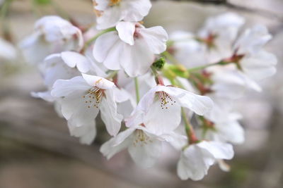 Close-up of cherry blossoms