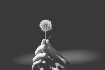 Close-up of hand holding dandelion against white background