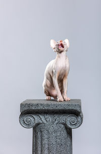 Adorable hairless sphynx cat sitting on antique styled column