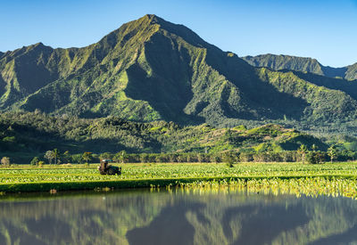 Scenic view of agricultural field by mountains against sky