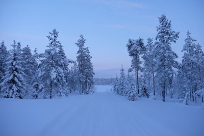 Snow covered trees in forest against sky