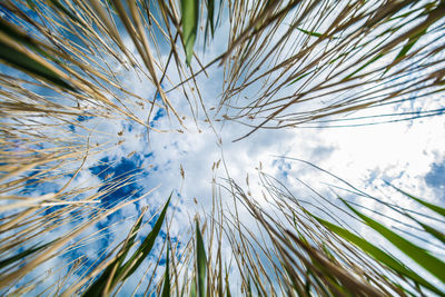 Low angle view of plants against sky