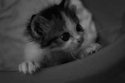 Close-up of kitten