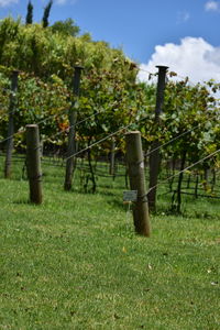 Trees on grassy field