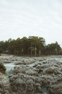 Trees in forest against sky