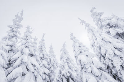 Snow covered land and trees against sky