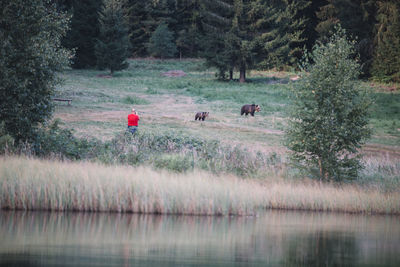 View of horses on grass by trees