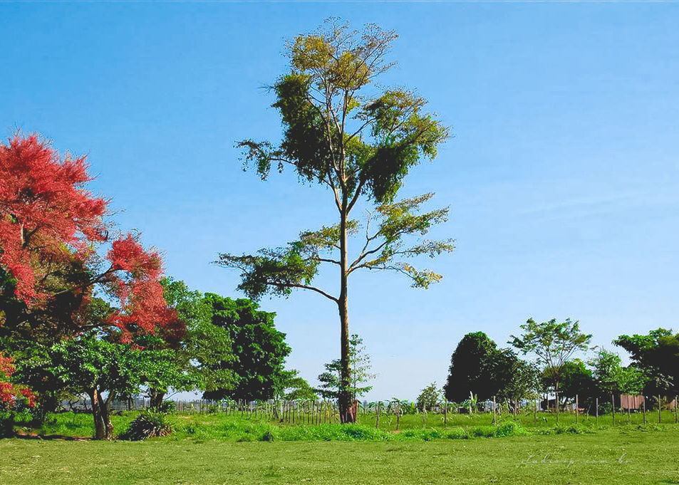 TREES GROWING ON FIELD AGAINST CLEAR SKY