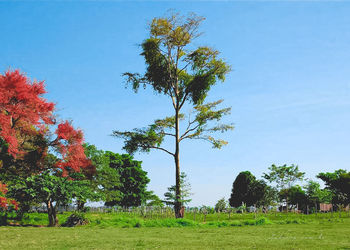 Trees on field against clear sky