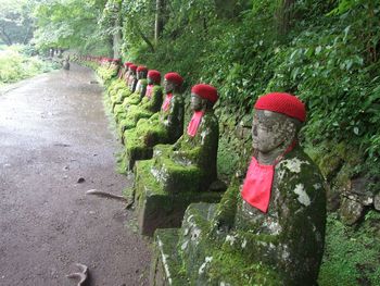 Plants growing in a row