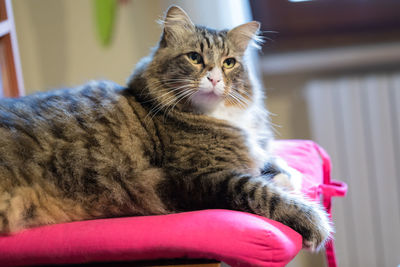 Close-up of cat sitting at home