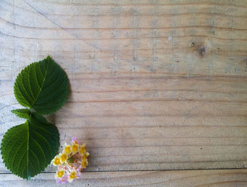 High angle view of flowering plant on wall