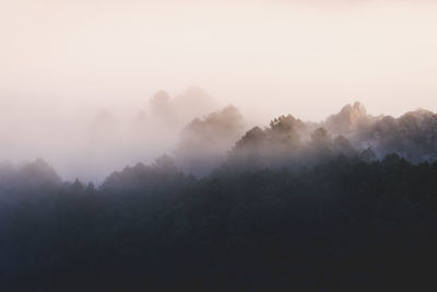 Trees against sky in foggy weather