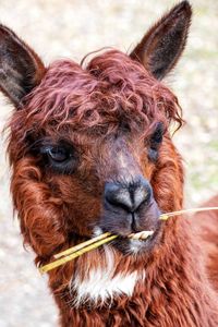 Close-up portrait of a horse