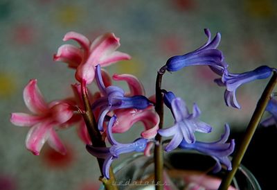 Close-up of flowers blooming outdoors