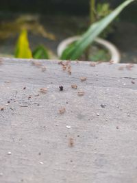 Close-up of ant on leaf