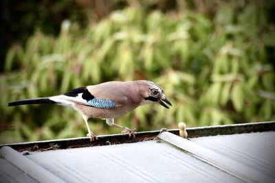 Close-up of bird perching on railing