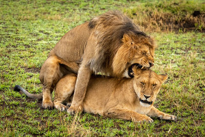 Mating male lion bites ear of female