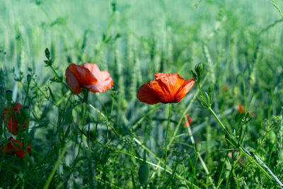 Close-up of red poppy flowers on field