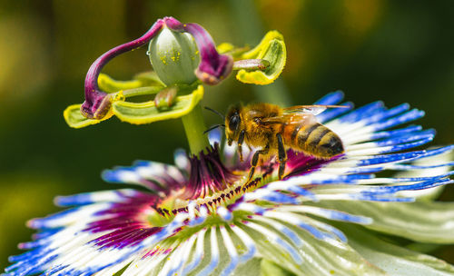 Close-up of insect on purple flower