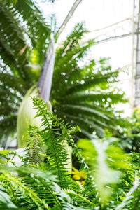 Close-up of fresh green plant