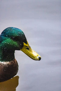 Close-up of a duck in a lake