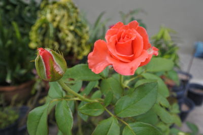 Close-up of rose plant