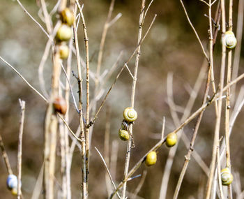 Close-up of a fruit on tree