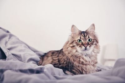 Close-up portrait of tabby cat on bed