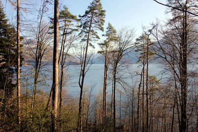 Panoramic shot of bare trees in forest against sky