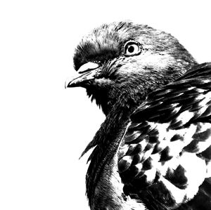 Close-up of a bird