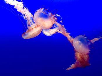 Close-up of jellyfish in sea