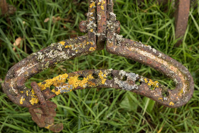 Close-up of lizard on rusty metal