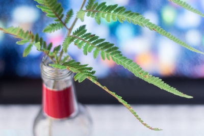 Close-up of flower in glass on table