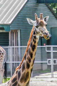 Portrait of giraffe in zoo