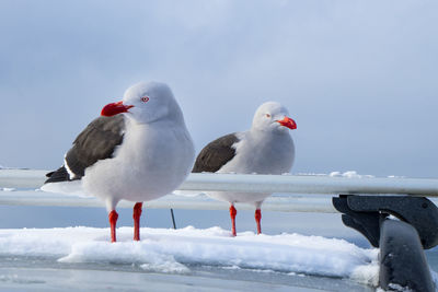 Seagulls perching on snow covered landscape