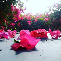 Close-up of pink flowers