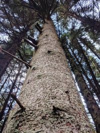 Low angle view of trees in forest