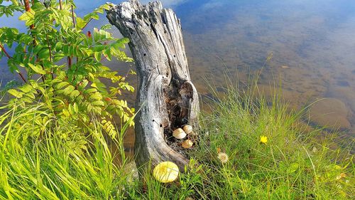 View of tree trunk on field