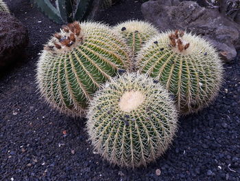 High angle view of succulent plant on field